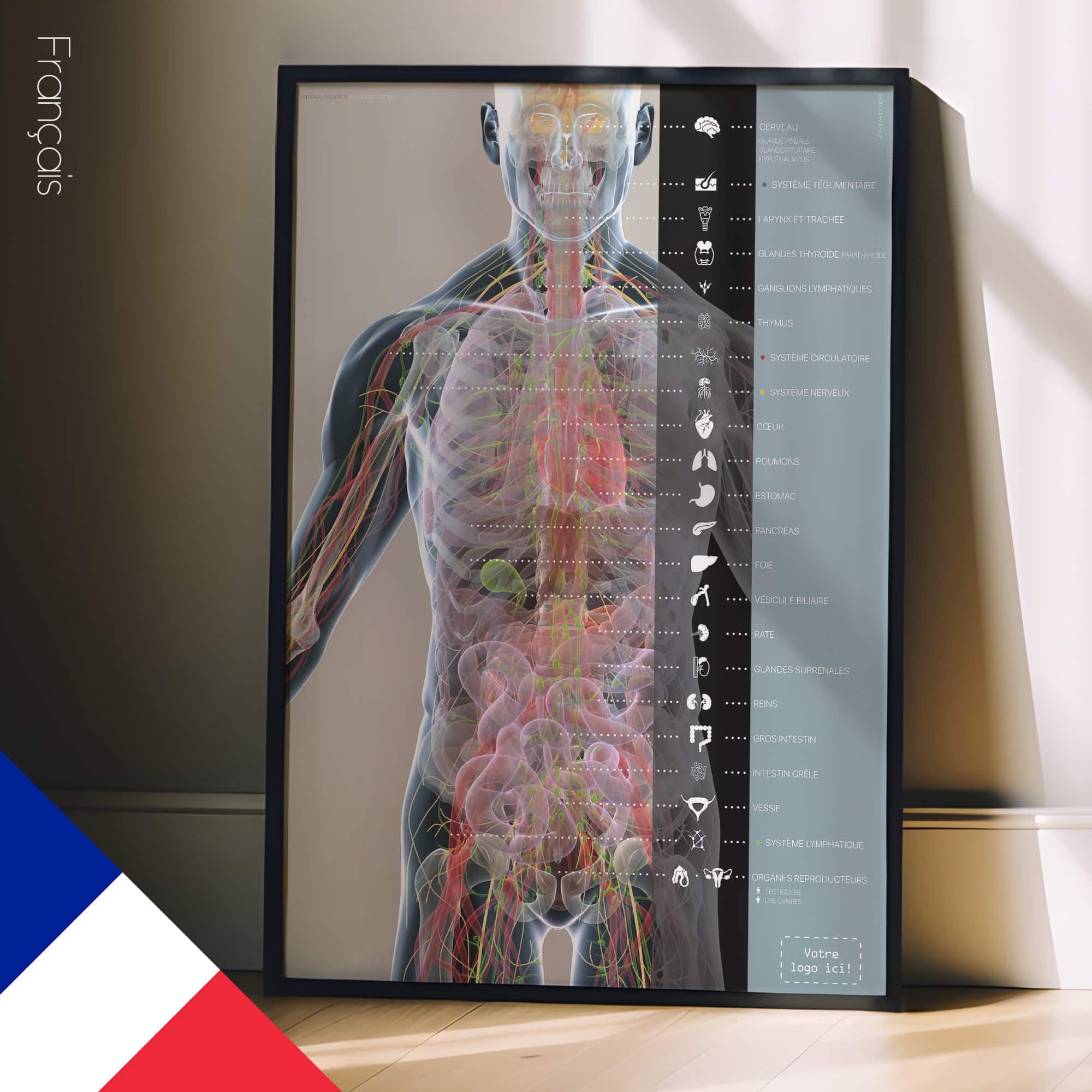 Innere Organe und das endokrine System