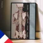 Évaluation Posturale et Scoliose planche anatomique pour cabinets et cliniques