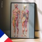 Sclerotomes Pain Map. Anatomy and physiology artwork from educare.design