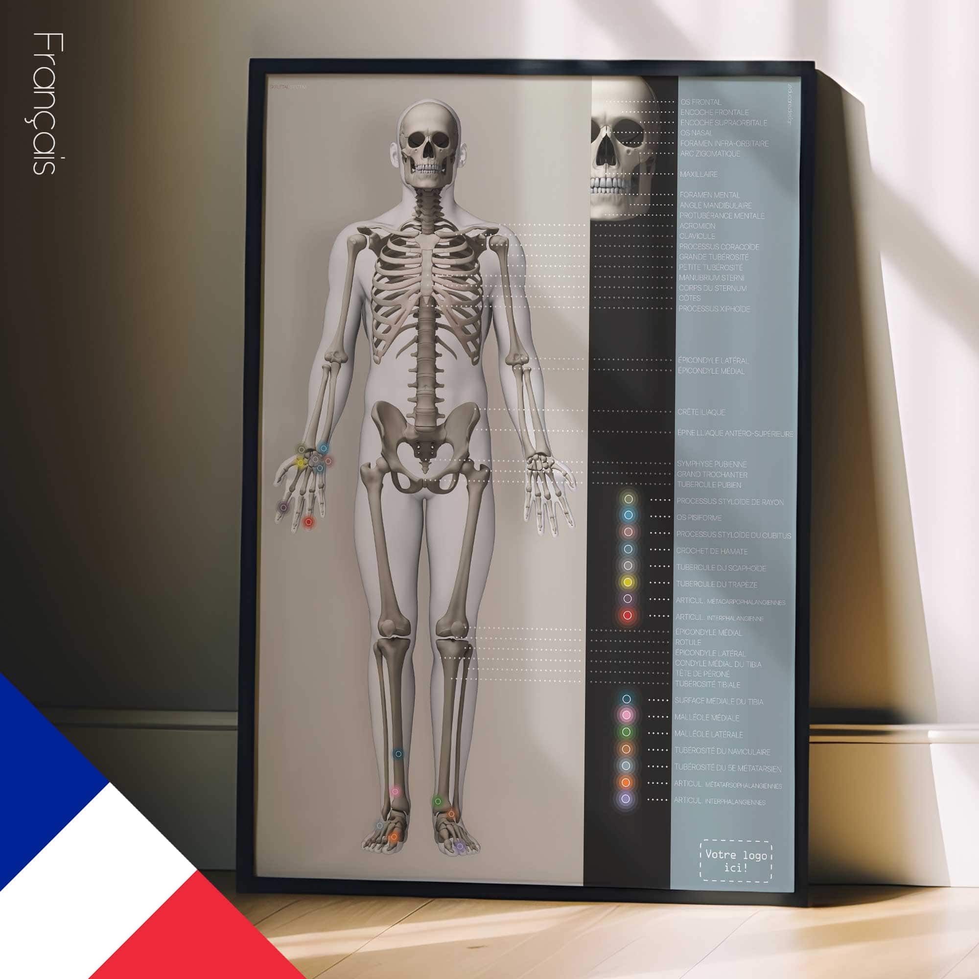 Skeletal System poster. Anatomy and physiology artwork from educare.design