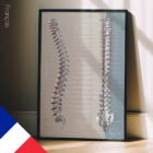 Fonction des Nerfs Spinaux planche anatomique pour cabinets et cliniques
