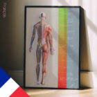 Plan de Traitement planche anatomique pour cabinets et cliniques