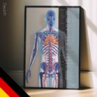Herz-Kreislauf-System Anatomie-Chart für Praxen und Kliniken