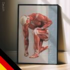Häufige Muskuloskelettale Verletzungen und Erkrankungen Anatomie-Chart für Praxen und Kliniken