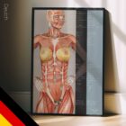 Ernährungsenergie-Reflexpunkte Anatomie-Chart für Praxen und Kliniken
