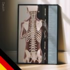 Haltungsanalyse und Skoliose Anatomie-Chart für Praxen und Kliniken