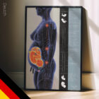 Schwangerschaft und Haltungsveränderungen