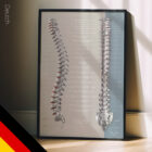 Funktion der Spinalnerven Anatomie-Chart für Praxen und Kliniken