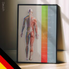 Behandlungsplan (Weg zur Genesung) Anatomie-Chart für Praxen und Kliniken