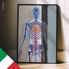 Sistema Cardiovascolare tavola anatomica per studi e cliniche