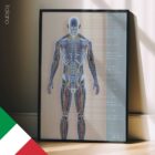 Sistema Circolatorio e Sistema Nervoso tavola anatomica per studi e cliniche