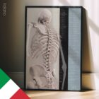 Movimento Spinale (Fisiologia Controllata)