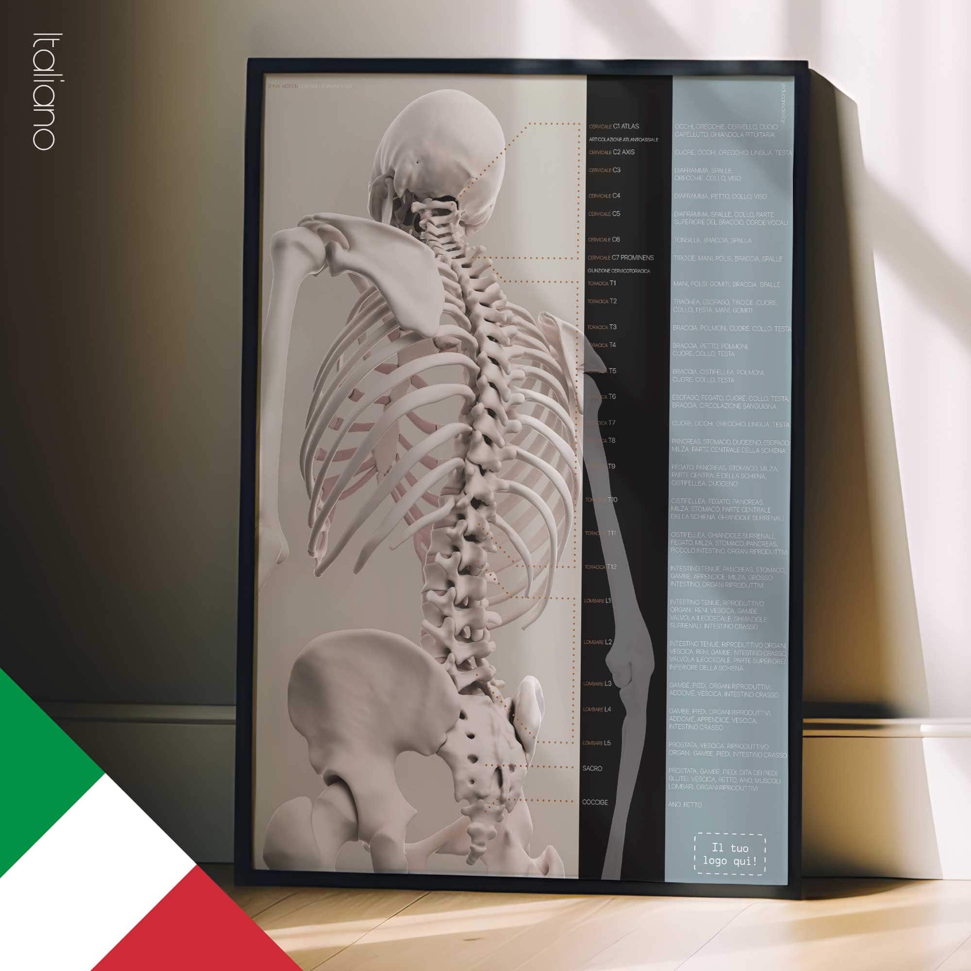 Movimento Spinale (Fisiologia Controllata)