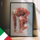 Lesioni e Disturbi Muscoloscheletrici Comuni tavola anatomica per studi e cliniche