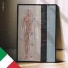 Lymphatic System, anatomy and physiology artwork from educare.design