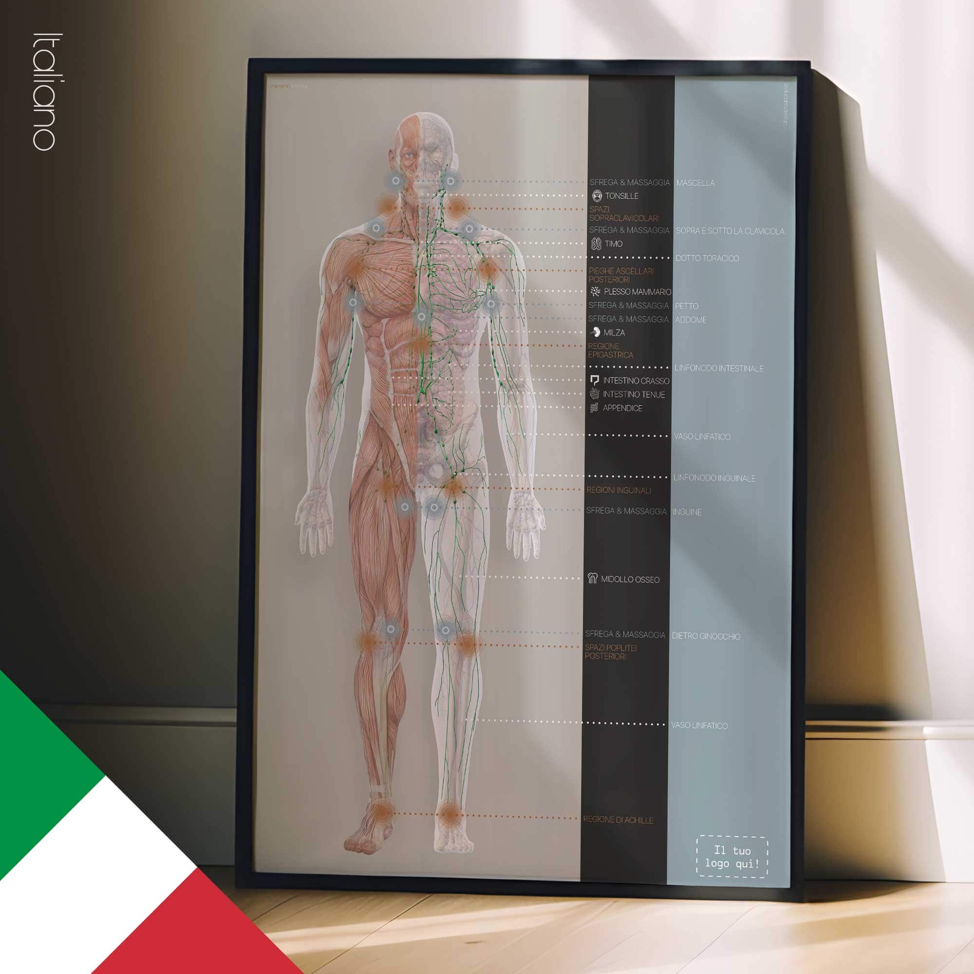 Lymphatic System, anatomy and physiology artwork from educare.design