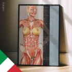 Punti Riflessi Energetici Nutrizionali tavola anatomica per studi e cliniche