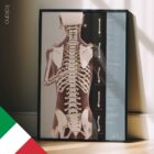 Valutazione Posturale e Scoliosi tavola anatomica per studi e cliniche