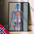 Kardiovaskulært System anatomidiagram for klinikker