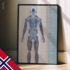 Sirkulasjons- og Nervesystemet anatomidiagram for klinikker