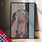 Innere Organe und das endokrine System