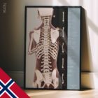 Holdningsanalyse & Skoliose anatomidiagram for klinikker