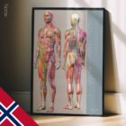 Sclerotomes Pain Map. Anatomy and physiology artwork from educare.design