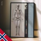 Skeletal System poster. Anatomy and physiology artwork from educare.design