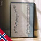 Spinalnervenes Funksjon anatomidiagram for klinikker