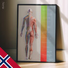 Behandlingsplan (Veien til Bedring) anatomidiagram for klinikker