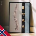 Virvelsøylen anatomidiagram for klinikker