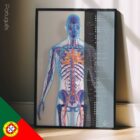 Sistema Cardiovascular diagrama anatómico para clínicas e consultórios