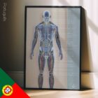 Sistemas Circulatório e Nervoso diagrama anatómico para clínicas e consultórios