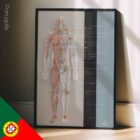 Lymphatic System, anatomy and physiology artwork from educare.design