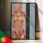 Pontos de Reflexo de Energia Nutricional (NERP) diagrama anatómico para clínicas e consultórios