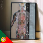 Innere Organe und das endokrine System