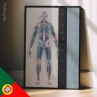 Arthrose. Dessin d'anatomie et de physiologie d'educare.design