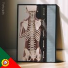 Avaliação Postural & Escoliose diagrama anatómico para clínicas e consultórios