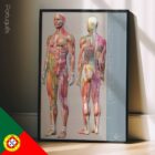 Sclerotomes Pain Map. Anatomy and physiology artwork from educare.design