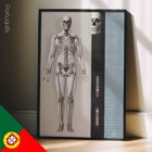 Skeletal System poster. Anatomy and physiology artwork from educare.design