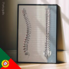 Função dos Nervos Espinais diagrama anatómico para clínicas e consultórios