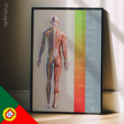 Plano de Tratamento (Caminho para a Recuperação) diagrama anatómico para clínicas e consultórios