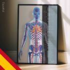 Sistema Cardiovascular lámina anatómica para clínicas y consultas