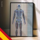 Sistema Circulatorio y Sistema Nervioso lámina anatómica para clínicas y consultas