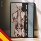 Evaluación Postural y Escoliosis lámina anatómica para clínicas y consultas