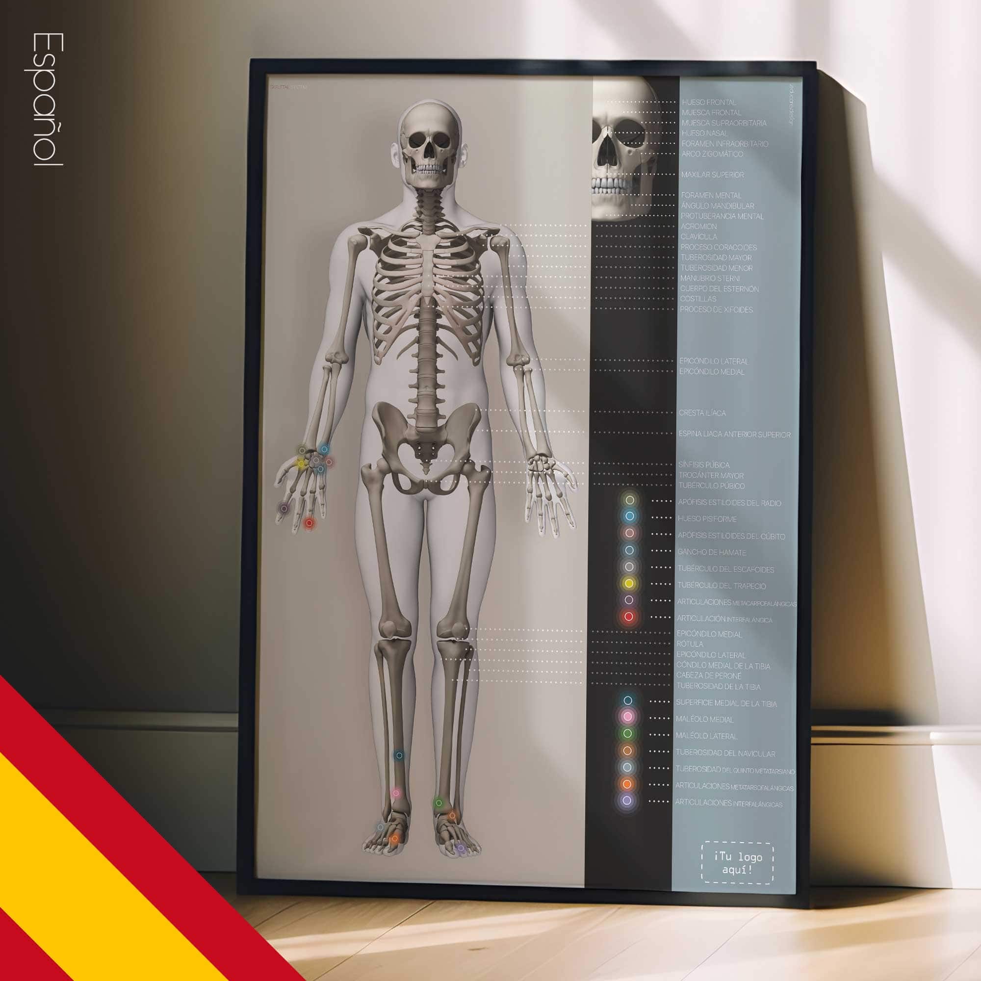 Sistema Esquelético