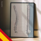 Función de los Nervios Espinales lámina anatómica para clínicas y consultas