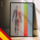 Plan de Tratamiento lámina anatómica para clínicas y consultas