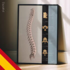 Columna Vertebral lámina anatómica para clínicas y consultas