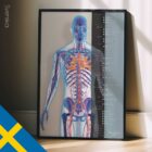 Kardiovaskulärt System anatomidiagram för kliniker